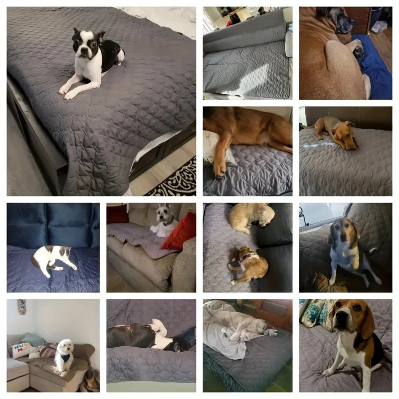 VitaPet