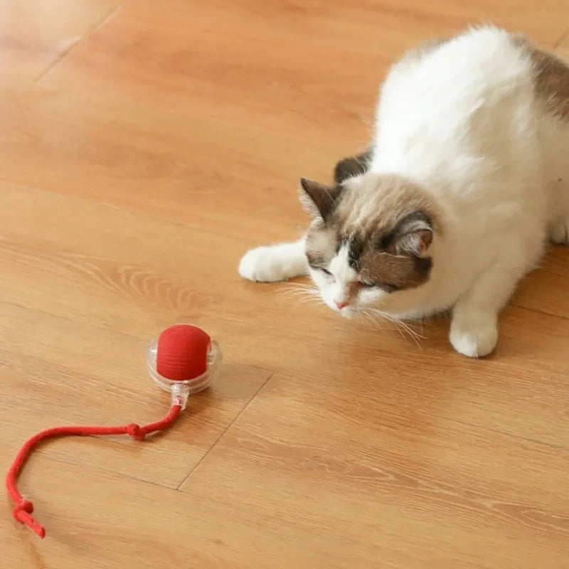 Nova bola interativa para gatos