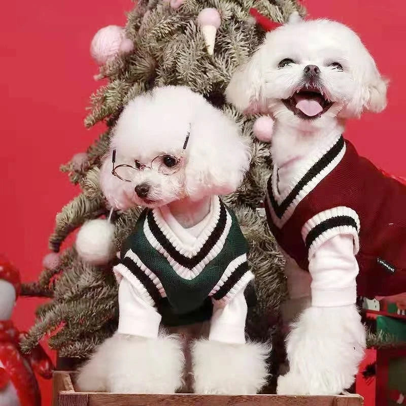 Pawllege Premium Tricô